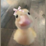 The duck gc