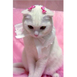 SPY KITTIES MEOW