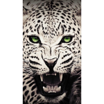 Wild cats Fam
