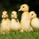 Super cool duck club