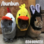 /bunbun
