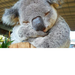 koalas and pandas only