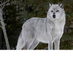 The Wolfie Pack!!!!