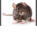 RAtSOnLy