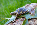 turtle ice cream <3