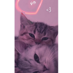 ILOVECATS&DOGS