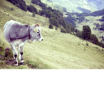 Cowz take over