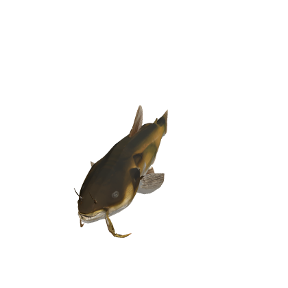 Channel Catfish