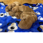Mr. Puppies