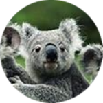 Koala'Hangout