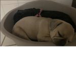 piggy’s only =3