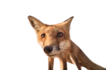 Silly foxes Studios