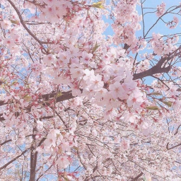 blossom hangout!!