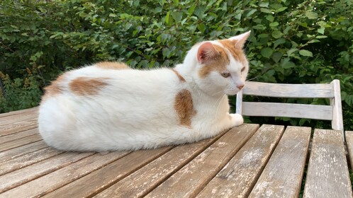Kitty Runner