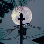#### Network [Official]