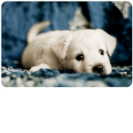 The dogsssssssss!!!!!!!!!!!!!
