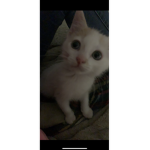 Ajauntiee