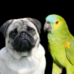 Loro and Pandora's Games