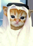 Arabian Cat