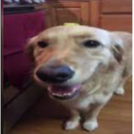 noobfy