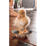 OhDuckkii