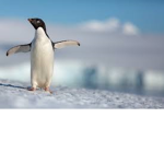 Penguins will rule the world...