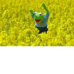 ⋆ ⋆ Kermit Army ⋆ ⋆