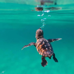Find The Turtles