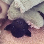 iluvbats