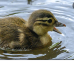 DuckLifeFriends
