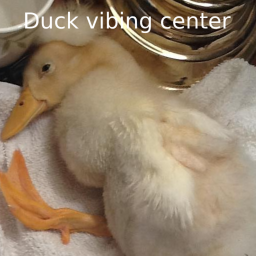 Duck vibin center