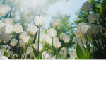 Beautiful Suns