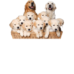 The friend/family group