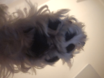 xzczcsdaswd