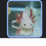 Axolotl joy