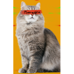 Purring Cats Group