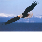 GoldenEagle