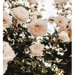 Rosey Studios