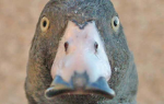 duck are cute and cool