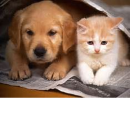 pet life *GRAND REOPENING BUT BETA!*