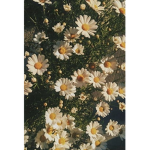 Mariyahs daisys