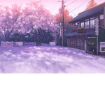 Ayee cherry blooms