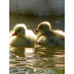 DUCK ARMY ARMY