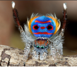 ajthespider2213's fan group