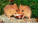 rodent builders