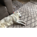 Me doge