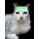 Cat's are the best