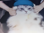 Memes chat group