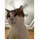 Rose the cat meow