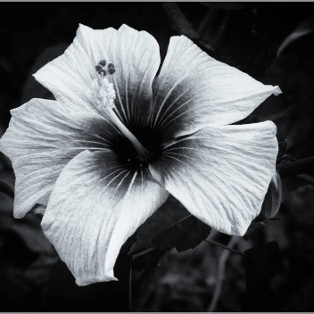 Achromatic Studios